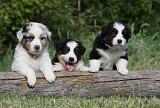 BERGER AUSTRALIEN PUPPIES 308